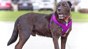 If you're looking for a great companion, you've got to meet Buddy! He's a gentle giant who loves to be with his people. Buddy's former owner brought him to us after he was attacked by another male dog in the home. At first we weren't sure he was going to make it, but our amazing MACS vet staff worked miracles to save his life. Three surgeries later, Buddy's wounds have healed and he is now available for adoption! 
Sadly, Buddy lost one ear and part of the other ear in the incident, he is also covered in scars around his neck, but none of that bothers him at all. Buddy is eager to please and takes treats nicely. He loves butt scratches and going for walks. We recommend using a harness until the wounds completely heal around his neck. He gets along with other nice dogs like him, but a meet and greet will be required to make sure it's a good fit. Buddy should go to a home with a fence and without small children, because he might knock them over until he learns his manners. No cats, please. If you have room in your home and heart for Buddy, please fill out our adoption application on our website at www.MACSshelter.org or come to our shelter to meet this wonderful boy! Adoption fee is $150. Buddy is vaccinated, neutered, and microchipped.